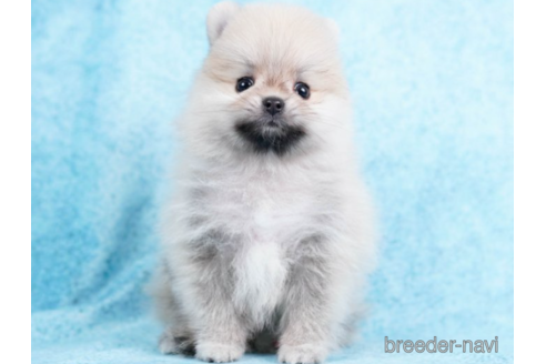 成約済の東京都のポメラニアン-226750の4枚目